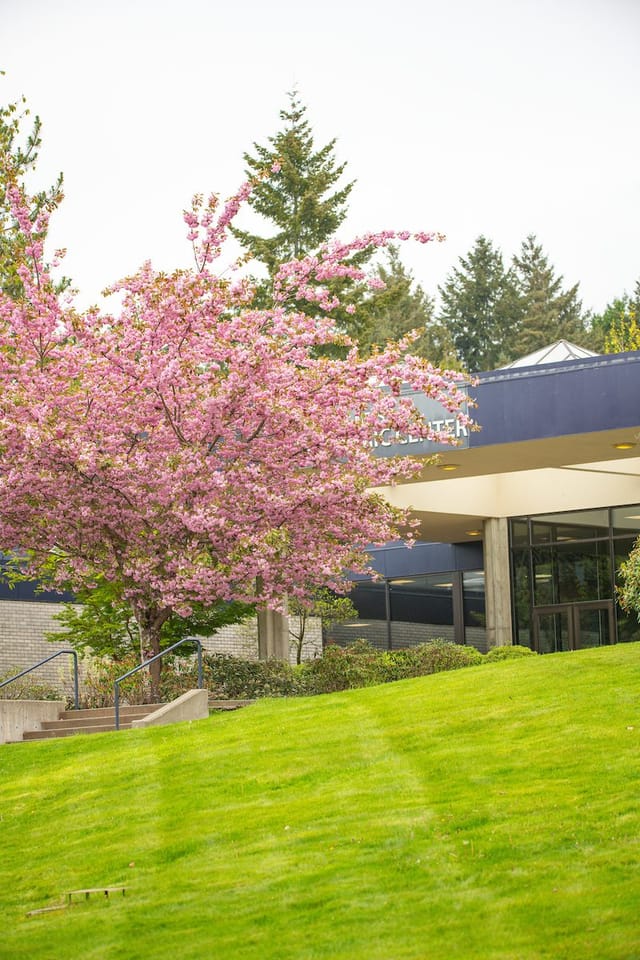 A pink cherry tree in bloom beside a campus building and green lawn