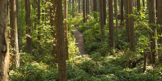 Forest trail near Northwest University in Kirkland